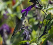 2019 09 15 LongFellowGardens 018